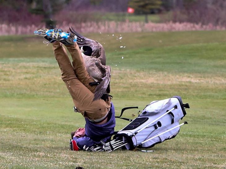 pájaro ataca a golfista 