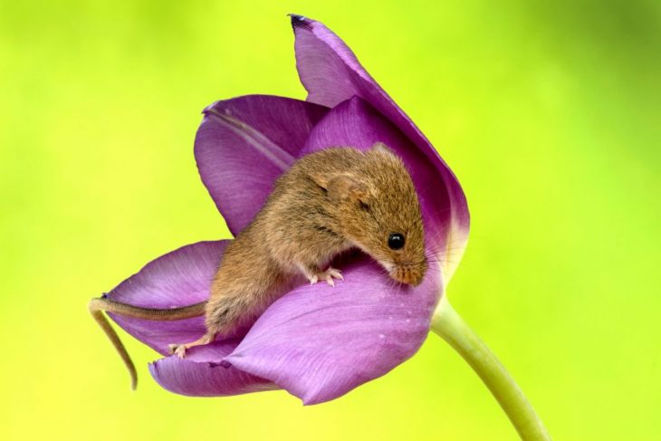 ratón en tulipan
