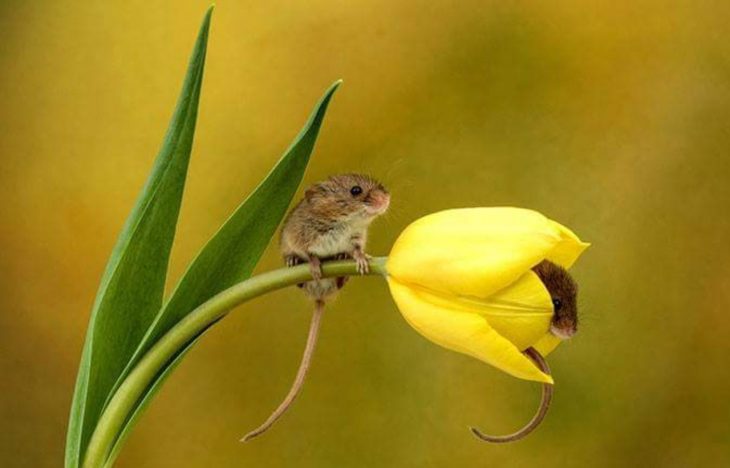 ratón en tulipan