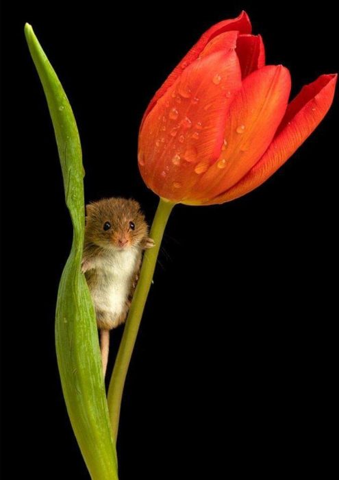 ratón en tulipan