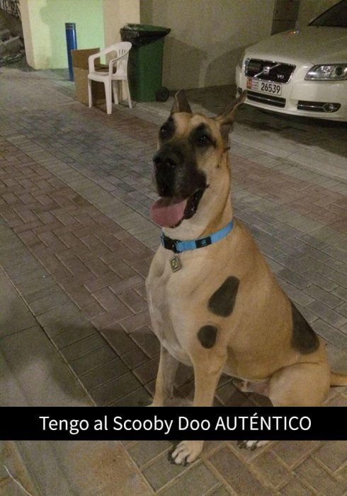 perro que parece scooby doo 