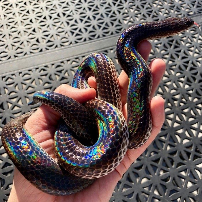 serpiente rayo de sol