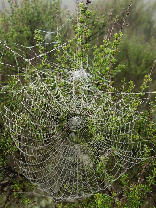 telaraña 