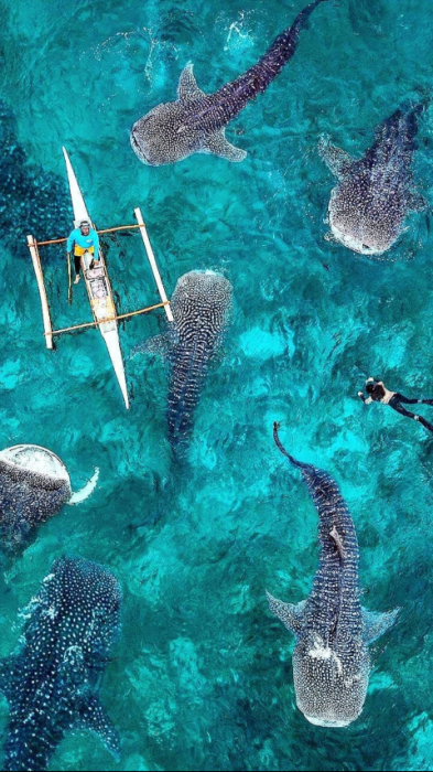 hombre nadando entre tiburones ballena 