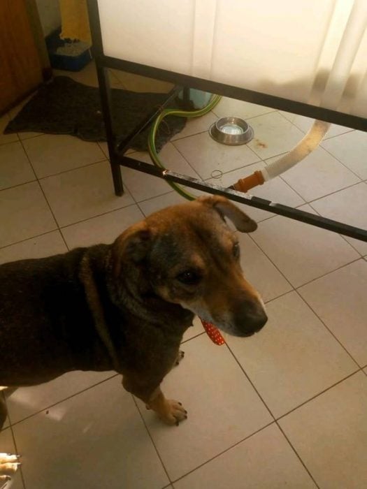 perrito mestizo 