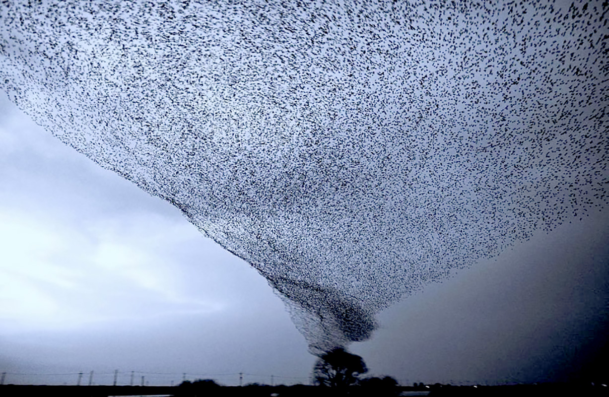 https://www.recreoviral.com/wp-content/uploads/2018/06/tornado-de-p%C3%A1jaros.jpg