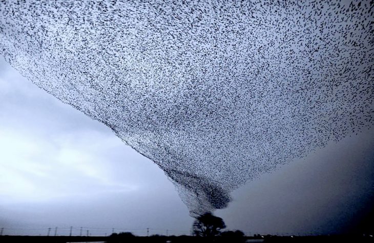 tornado de pajaritos 