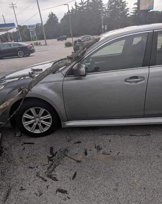 carro al que se le cayó un árbol 