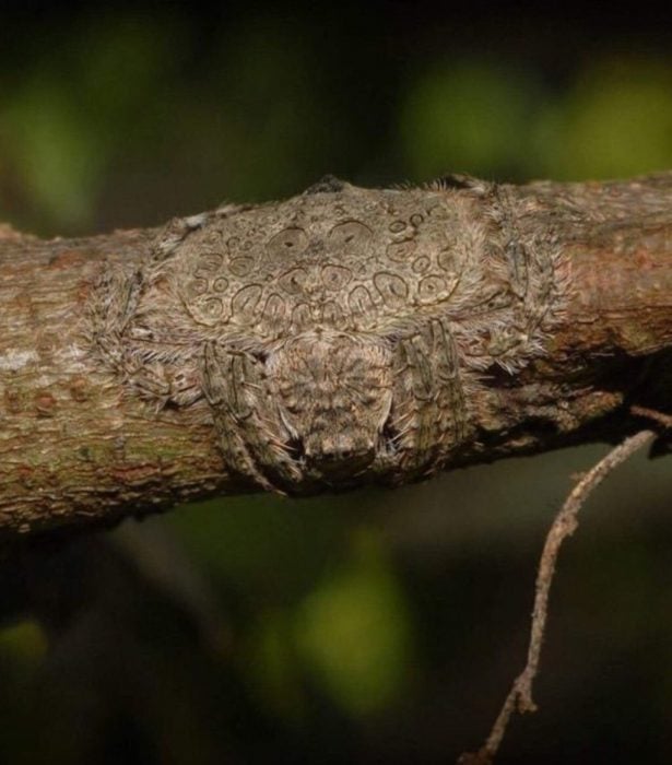 Araña envolvente de Australia