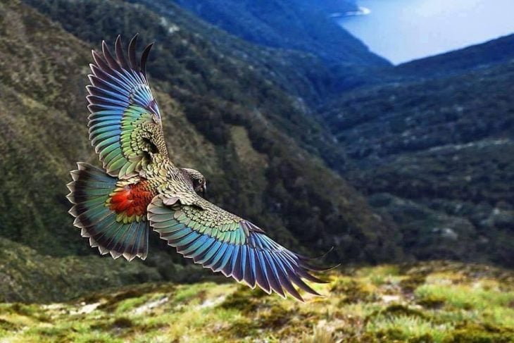 Loro Kea volando sobre los paisajes de Nueva Zelanda