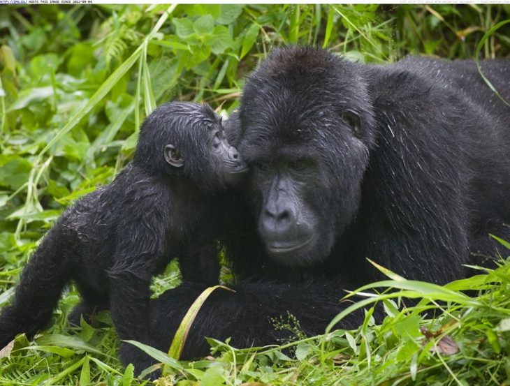 amorosa madre gorila en Uganda