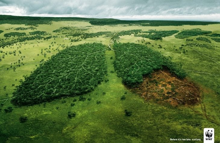 Campaña contra la deforestación: los bosques son el pulmón del mundo