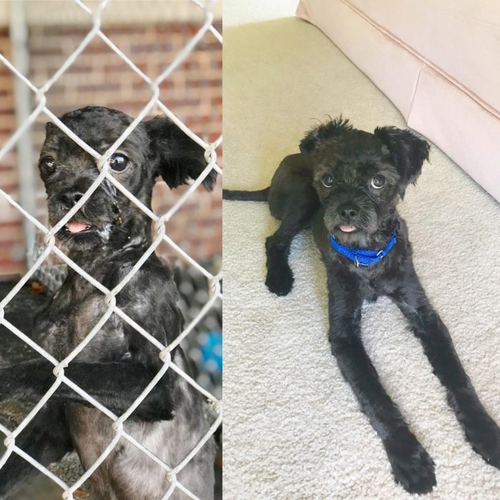 perrito pequeño negro antes y después de ser adoptado 