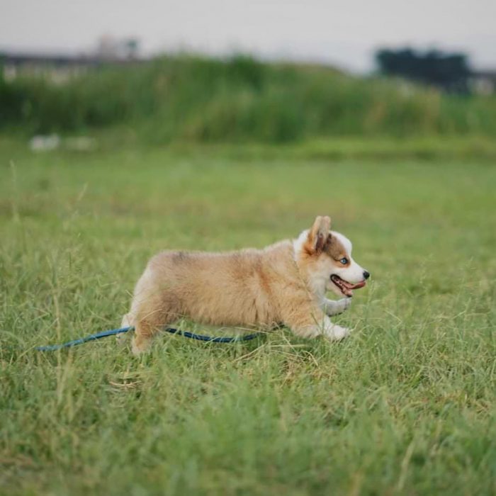 perrito corriendo por las praderas