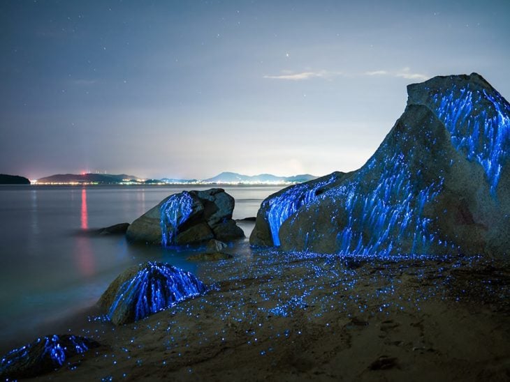 Camarones bioluminicente en una playa de Japón