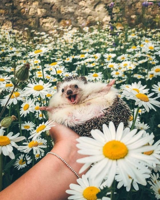 erizo en campo de flores 