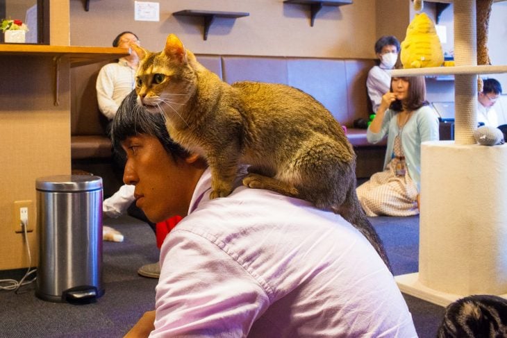 restaurante Calico Cat Café 