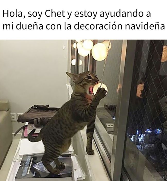 Gatos siendo avergonzados por sus crímenes