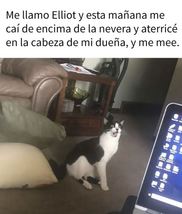 Gatos siendo avergonzados por sus crímenes