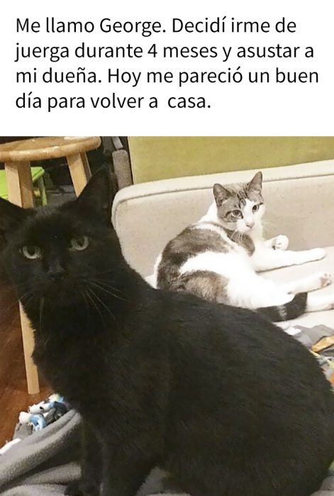 Gatos siendo avergonzados por sus crímenes