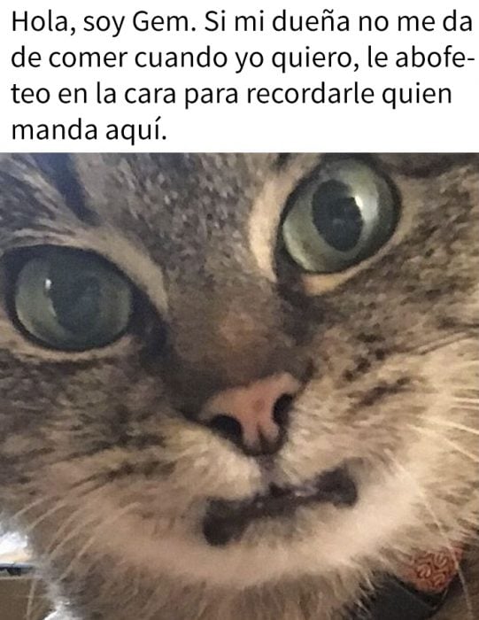 Gatos siendo avergonzados por sus crímenes