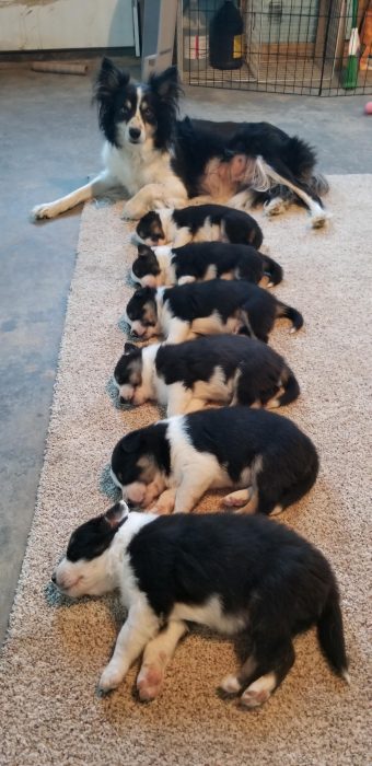 mamá perrita con sus cachorros