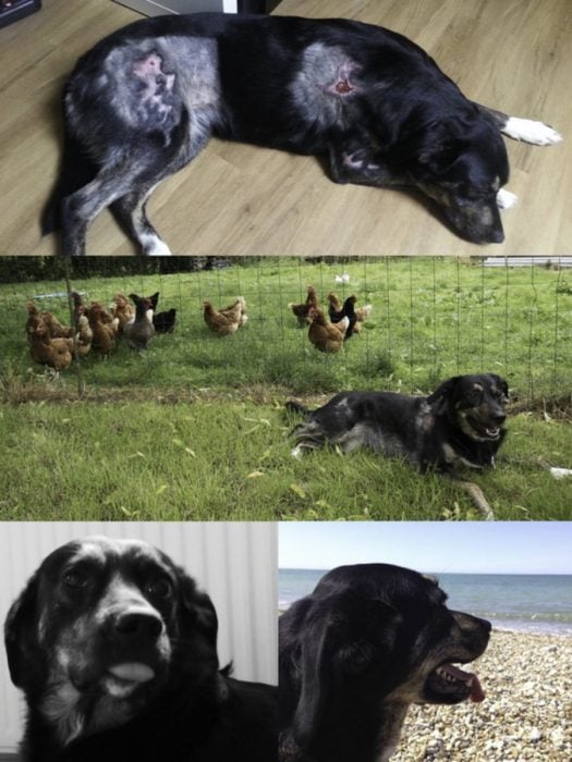 perrito lastimado vs perrito con gallinas vs perrito feliz 