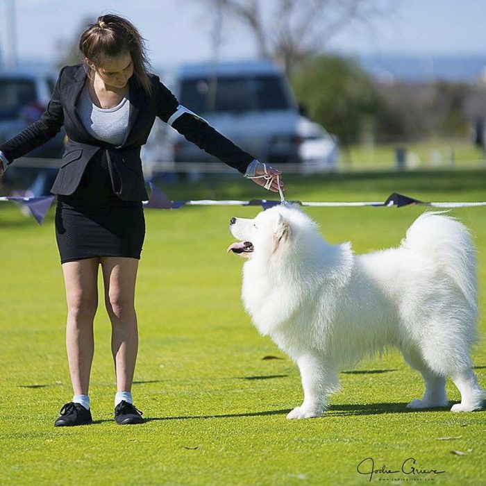 Familia de perros Samoyedos