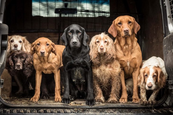 Fotógrafo de perros del año