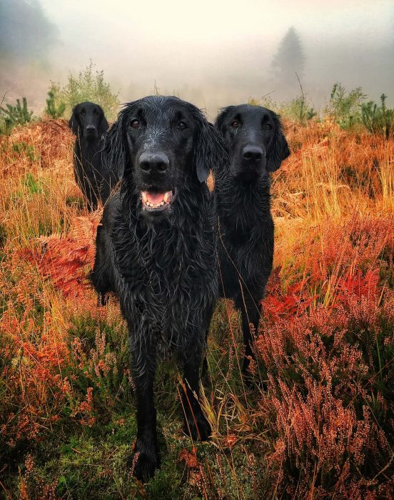 Fotógrafo de perros del año