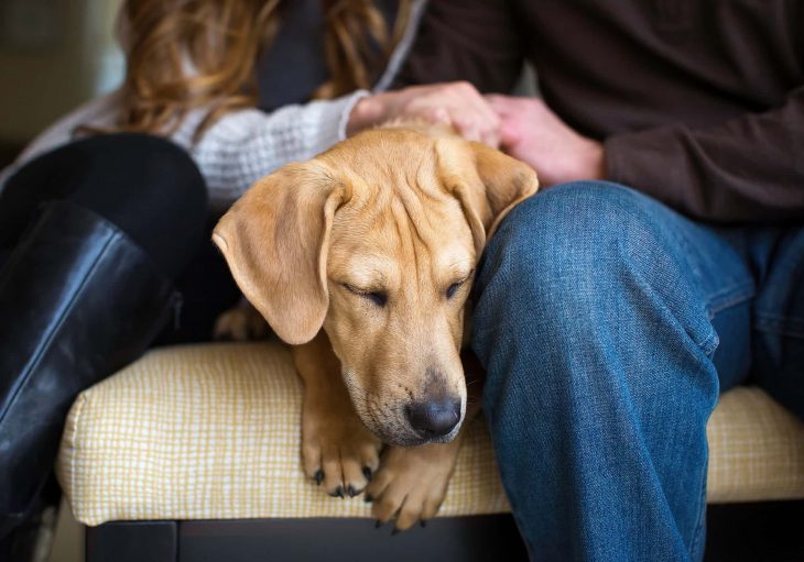 Fotógrafo de perros del año