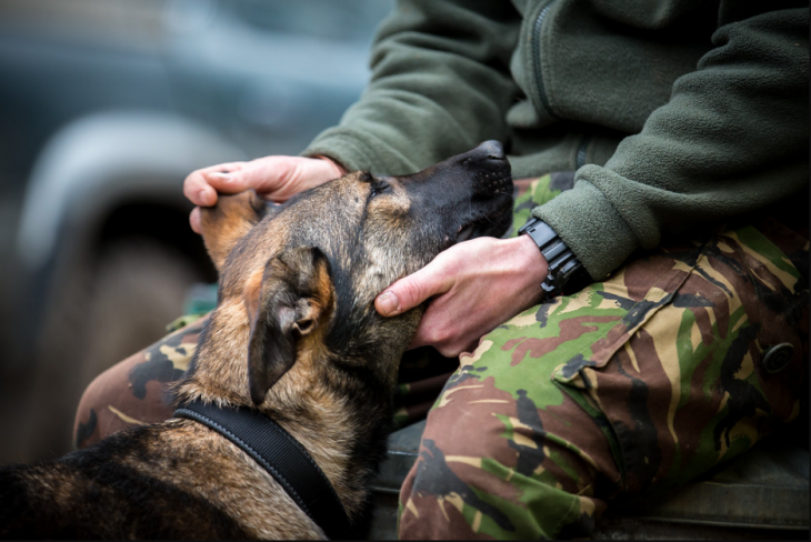 Fotógrafo de perros del año 