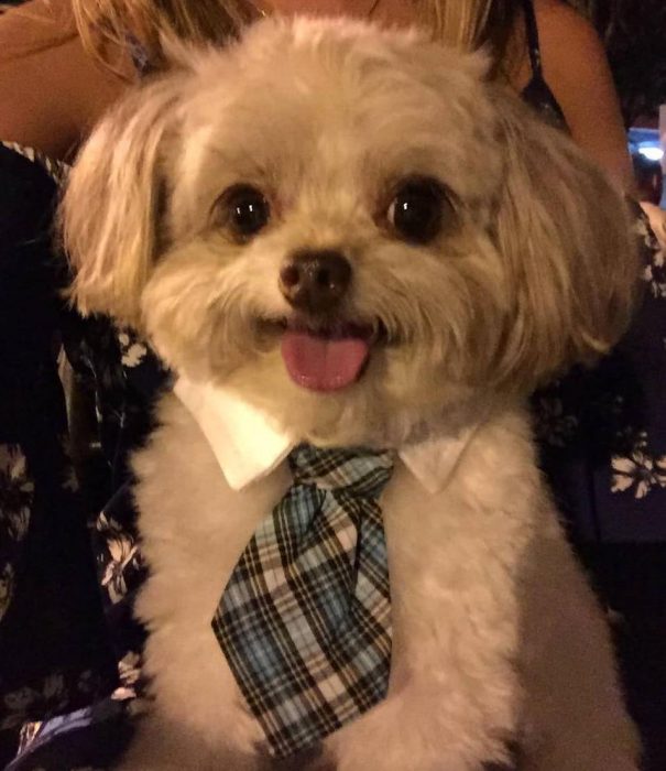 perrito vestido con corbata 