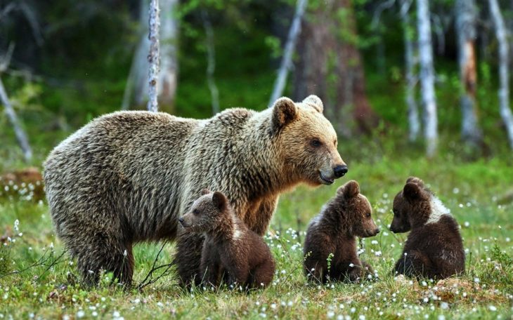 Mamá osa cuidando a sus bebés