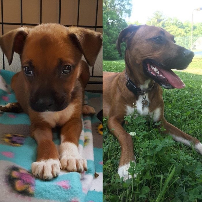 cachorrita vs la misma perrita pero adulta 