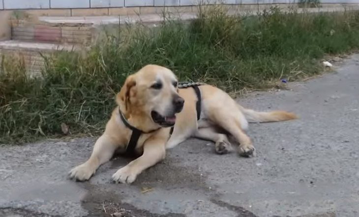 Hombre pasea a su perro discapacitado (3)