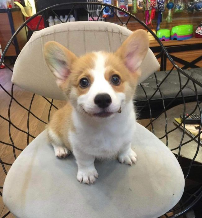 perrito con ligera sonrisa 