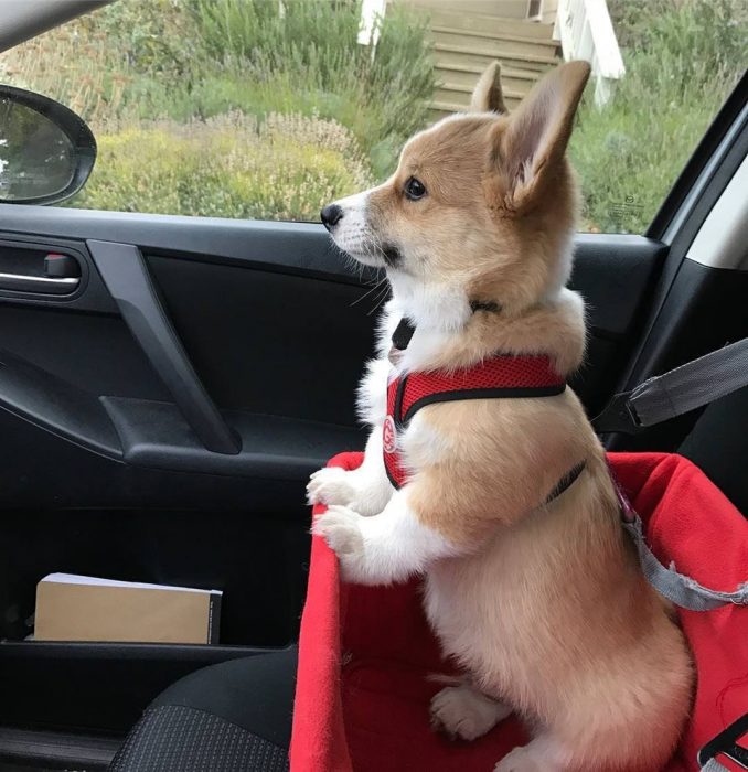 corgi en auto 