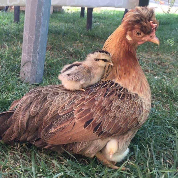 gallina con su pollito 