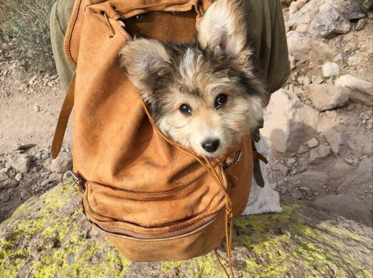 perrito en una mochila 
