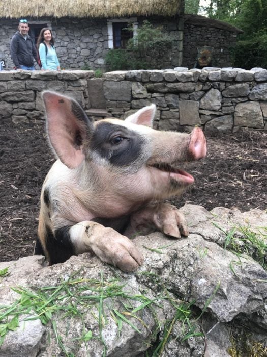 cerdo sonriendo a la cámara 