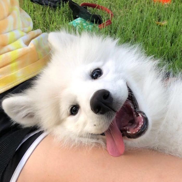 perrito blanco sonriendo 