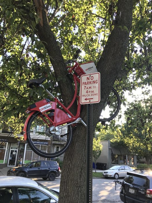 bicicleta sobre árbol 