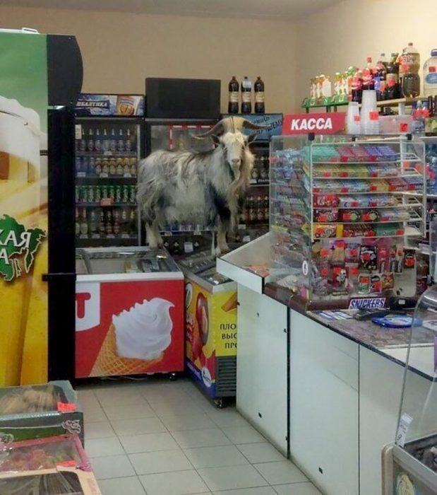 cabra sobre refrigerador de helados 