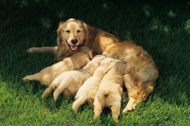 mamá golden retriever y sus cachorros 