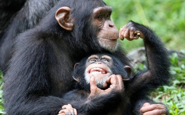 mamá y bebé chimpancés 