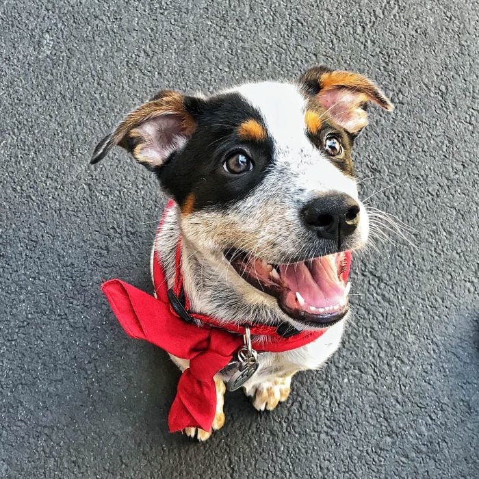 perrito con pañoleta roja 