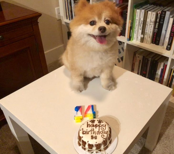 perrito con pastel de cumpleaños