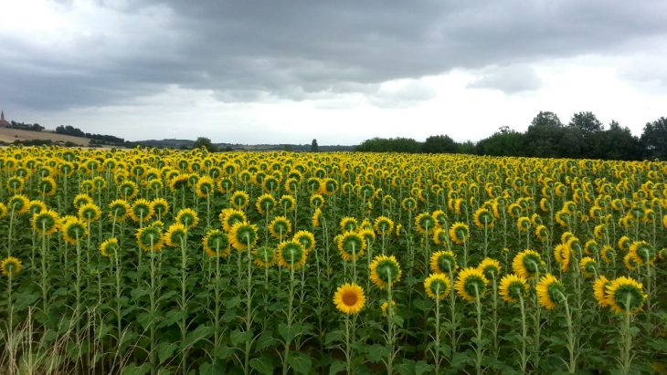 girasol que no da la cara al sol 