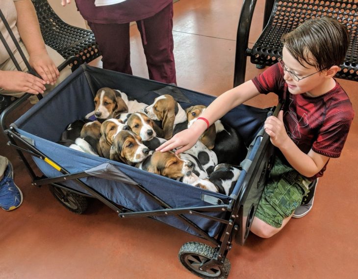 vagón lleno de cachorros